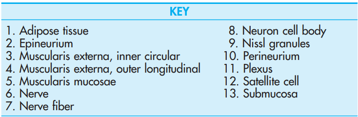 <p>Dorsal root ganglion <br>Luxol fast blue / cresylecht violet</p>