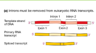 <ul><li><p class="Paragraph SCXW170247076 BCX8" style="text-align: left;"><span style="line-height: 20.925px;">The spliceosome is built from several smaller RNA-containing proteins called snRNPs (small nuclear ribonucleoproteins)&nbsp;</span></p></li></ul><ul><li><p class="Paragraph SCXW170247076 BCX8" style="text-align: left;"><span style="line-height: 20.925px;">Bc the enzyme functions of the spliceosome are dependent on RNA, we call the spliceosome a ribozyme&nbsp;</span></p></li></ul><p></p>