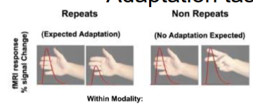 <ul><li><p>adaptation can be used to see if the same area is involved in different tasks → overlap in areas adapting for observed and executed (e.g. anterior inferior frontal sulcus, ventral premotor and posterior lobe.</p></li><li><p>no evidence found for adaptation across modalities</p></li></ul><p></p>