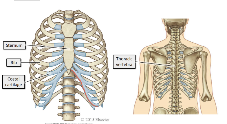 <p><span><span>The bones of the thorax consist of the sternum, 12 pairs of ribs and their costal cartilages, and the 12 thoracic vertebra (T1 - T12).</span></span></p>