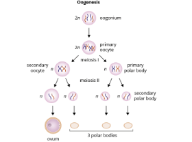 <p>one haploid gamete (ovum) and three haploid nuclei (known as polar bodies), which degenerate and disappear naturally</p>