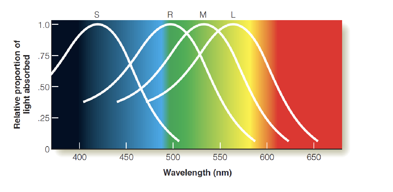 <p>Spectral sensitivity was discovered by GEORGE WALD </p>