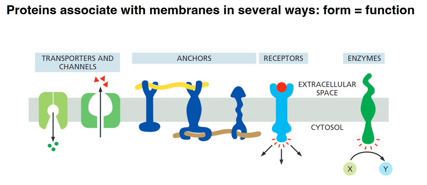 <ul><li><p><strong>Transporters and Channels (Green):</strong> Act as selective gates or pumps to move ions, nutrients, or waste across the hydrophobic lipid bilayer between the extracellular space and the cytosol.</p></li><li><p><strong>Anchors (Dark Blue):</strong> Physical tethering points that attach to structural filaments—either extracellular matrix fibers outside or the cytoskeleton inside—holding the cell's shape or locking the protein in place.</p></li><li><p><strong>Receptors (Light Blue):</strong> Bind specific extracellular signaling molecules (like hormones or growth factors) on the outside, triggering a conformational change that passes a signal into the cytosol.</p></li><li><p><strong>Enzymes (Dark Green):</strong> Catalyze specific chemical reactions directly at the membrane interface (e.g., converting molecule X into molecule Y).</p></li></ul><p></p>