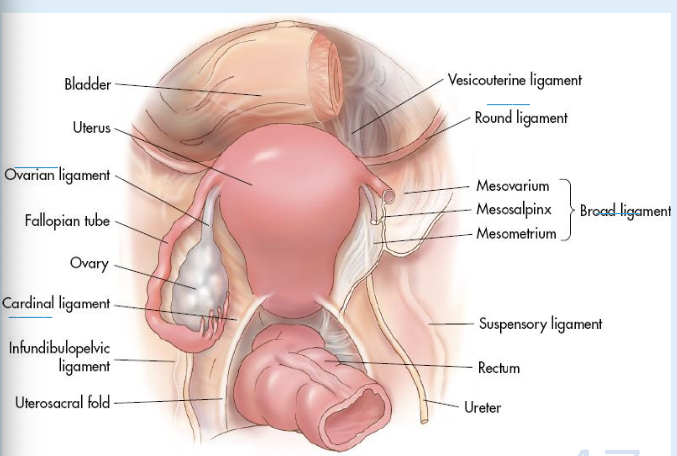 <ul><li><p>Fibrous cords originating in front of and below the fallopian tubes </p></li><li><p>holding the uterine body in a forward position</p></li></ul><p></p>
