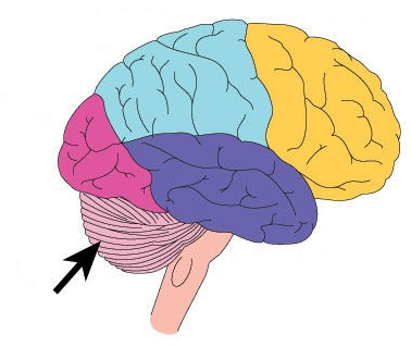 <p><span>Balance and coordination</span></p>