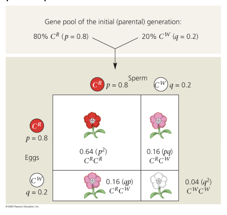 <p>p = frequency of the dominant allele</p><p>q = frequency of the recessive allele</p>