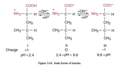 <p>zwitterion</p>