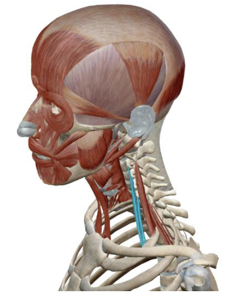 <p>which muscle, origin, insertion, innervation, and action is this</p>