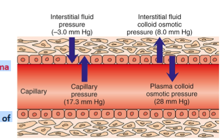 <p>Dynamics in the Microcirculation (Capillaries)</p><p>Essence of the entire circulatory system</p><p>Exchange of nutrients and gases takes place</p><p>Clinically, The capillary fluid pressure and plasma colloid osmotic pressure are most important</p><p>Capillary fluid pressure is the blood pressure inside the capillary (force that pushes fluid out of</p><p>vessel)</p><p>Pathologic conditions resulting in increases in BP or resistance to flow, can alter this force, increasing it and propelling more fluid into the interstitial space, resulting in the formation of edema</p>