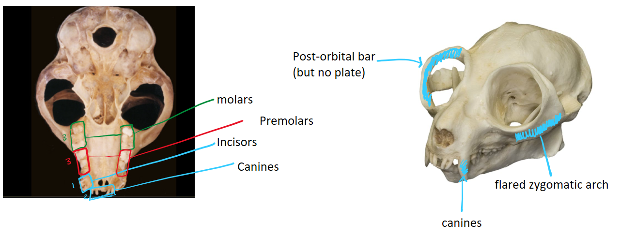<ul><li><p>post-orbital bar only</p></li><li><p>dental comb</p></li><li><p>dental formula: 2133/2133</p></li></ul><p></p>