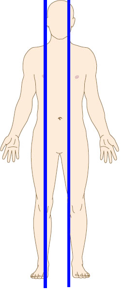 <p>Divides body into left and right offset from the midline</p>