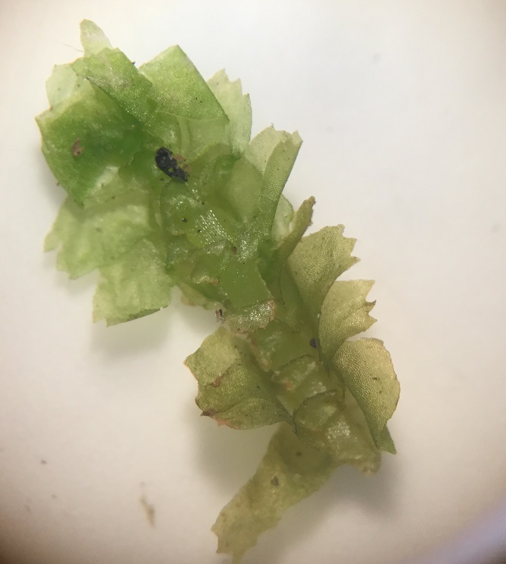 <p>What taxon does this belong to?</p>