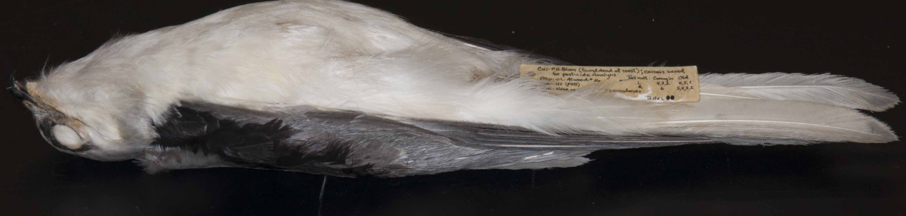 <p>Accipitriformes (hawks, eagles, kites)</p>