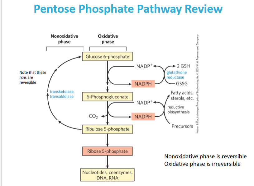 <p>What types of molecules are listed as products of NADPH-dependent reductive biosynthesis</p>