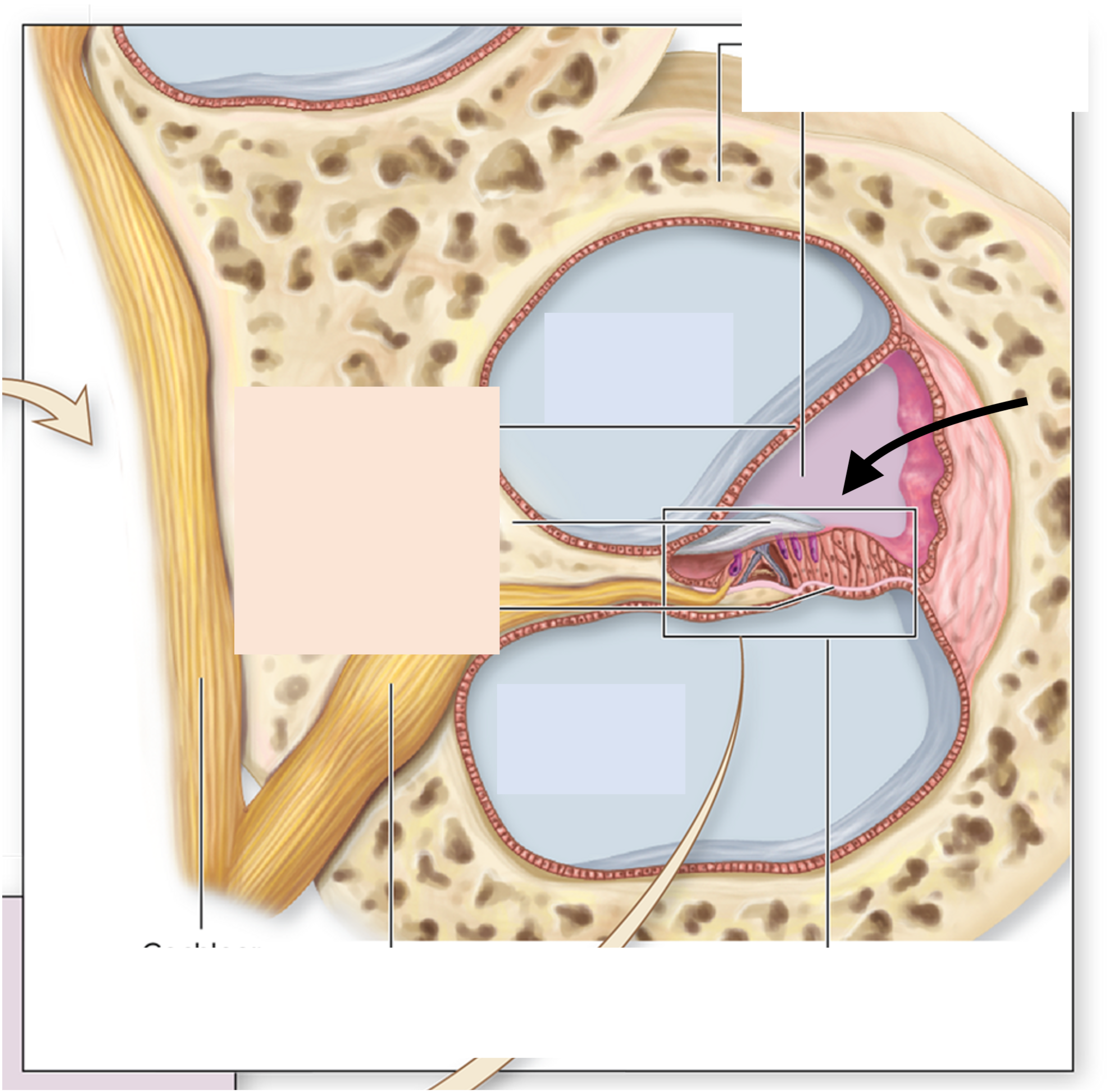 <p>What fluid fills this cavity?</p>