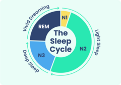 <p>1. N1</p><p>2. N2</p><p>3. N3</p><p>4. REM</p>