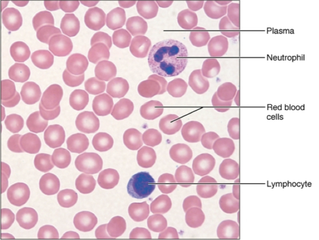 <ul><li><p>location: contained within blood cells</p></li><li><p>function: transport of respiratory gases, nutrients, waste, and other substances. defends against diseases, also clots. </p></li></ul><p></p>
