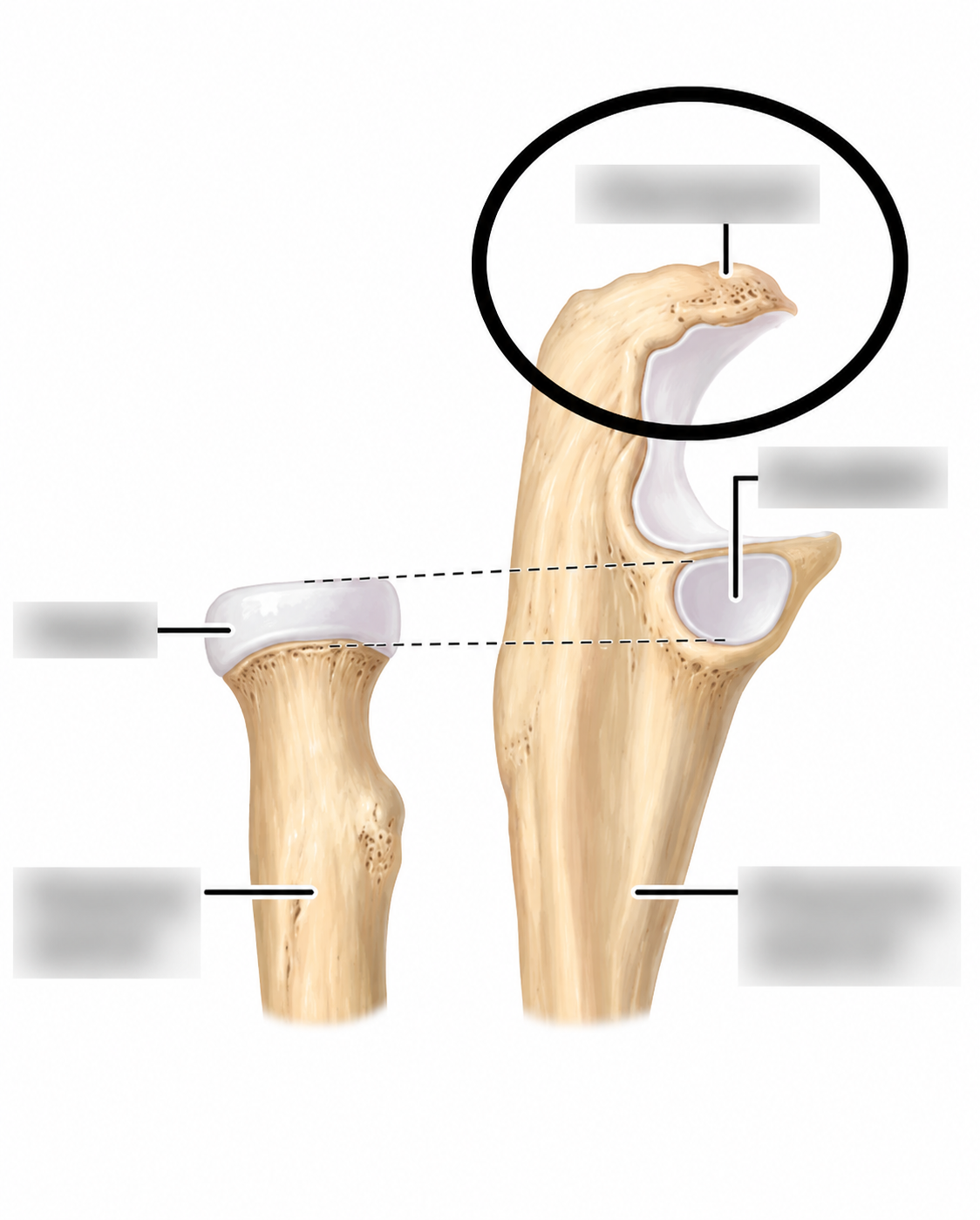 <p>Name circled part</p>