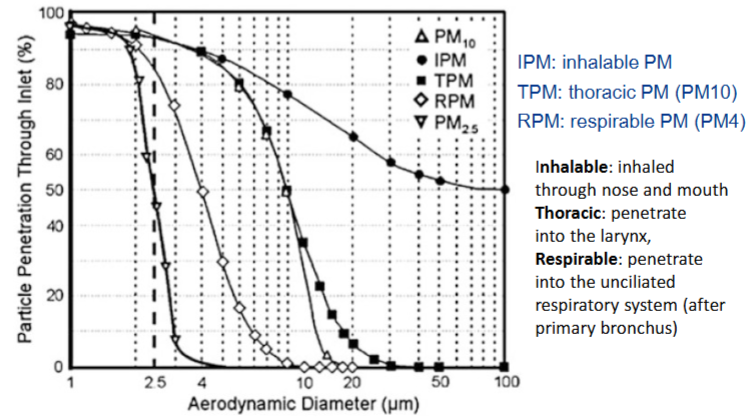 <p>1. IPM (Inhalable PM — Inadembaar fijnstof)</p><ul><li><p><strong>Wat het is:</strong> Dit omvat álle deeltjes die je überhaupt via je neus en mond kunt inademen.</p></li><li><p><strong>In de grafiek:</strong> Dit is de bovenste lijn. Je ziet dat zelfs hele grote deeltjes (tot wel 100 μm, zoals grof strandzand of pluisjes) voor 50% nog de neus- of mondholte binnenkomen.</p></li></ul><p>2. TPM / PM10 (Thoracic PM — Thoracaal fijnstof)</p><ul><li><p><strong>Wat het is:</strong> Deeltjes die klein genoeg zijn om de neus en mond te passeren en door te dringen tot in het strottenhoofd (larynx) en de hogere luchtpijpvertakkingen.</p></li><li><p><strong>In de grafiek:</strong> Dit is de curve met de driehoekjes. De curve laat zien dat de "50%-grens" (cut-off) precies op <strong>10 μm</strong> ligt. Deeltjes groter dan 10 μm worden vrijwel volledig weggevangen door de neus en het slijm in je keel.</p></li></ul><p>3. RPM / PM4 (Respirable PM — Respirabel / Alveolair fijnstof)</p><ul><li><p><strong>Wat het is:</strong> Dit is de diepste fractie. Deze deeltjes zijn zo klein dat ze voorbij de bronchiën reizen en terechtkomen in het <em>trilhaarvrije</em> (unciliated) deel van de longen: de longblaasjes (alveoli).</p></li><li><p><strong>In de grafiek:</strong> Dit is de curve met de ruitjes. De 50%-grens voor het bereiken van de longblaasjes ligt biologisch gezien rond de <strong>4 μm</strong> (vandaar de medische term PM4).</p></li></ul><div data-type="horizontalRule"><hr></div><p>De PM2.5-stippellijn</p><p>Helemaal links zie je de curve voor <strong>PM2.5</strong> met de verticale stippellijn. Dit is een puur <em>milieutechnische</em> meetgrens. De grafiek laat zien dat PM2.5 een zeer strenge selectie is: deeltjes onder de 1 μm gaan er voor bijna 100% doorheen, maar boven de 2,5 μm valt de curve direct naar nul.</p><img src="https://assets.knowt.com/user-attachments/cf7cd9f9-03b9-4e13-936c-2f5691dd6bc9.png" data-width="100%" data-align="center" alt=""><p></p>