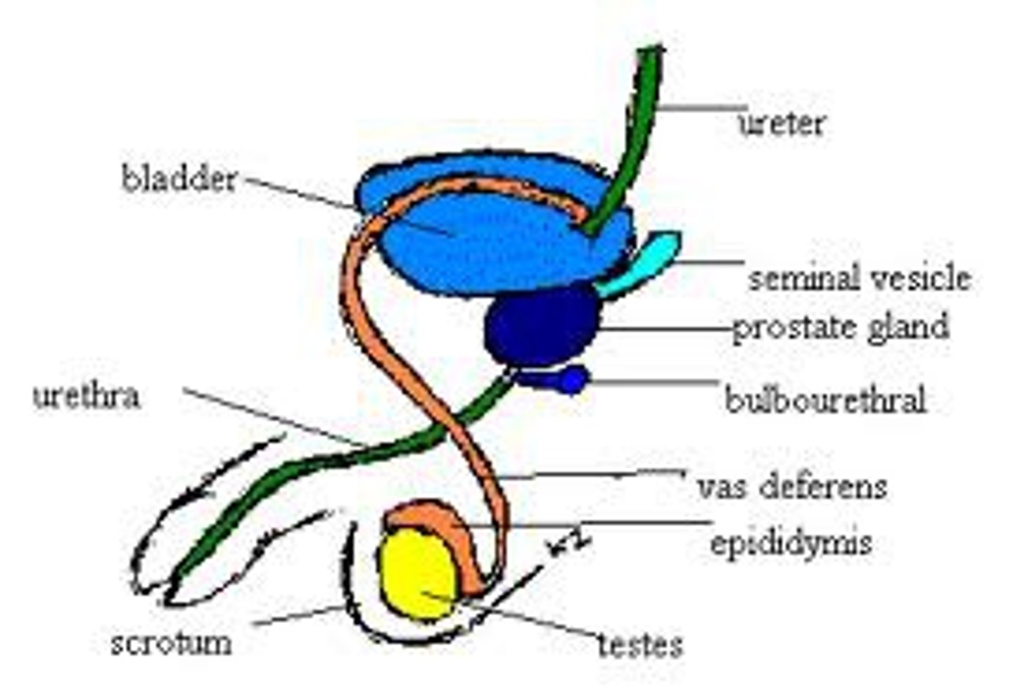 <p>A pair of exocrine glands near the male urethra. They secrete fluid into the urethra. Also called Cowper glands</p>