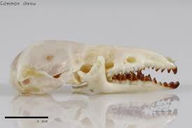<p><span>Two condyloid processes, no zygomatic arch, 6 lower red teeth per side, hooked upper incisor; pinna, long proboscis, short hind limbs, stick-like paws</span></p>