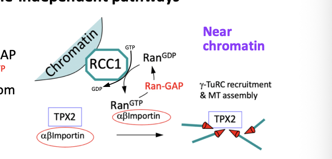 <ol><li><p>RanGEF RCC1 binds to chromatin while the Ran GAP is in the cytoplasm</p></li><li><p>Creates a gradient of Ran GTP near chromatin</p></li><li><p>Ran GTP causes the release of TPX2 from importins (see michaelmas stuff)</p></li><li><p>Free TPX2 promotes MT nucleation (via- gamm-TuRCs) and stabilty</p></li><li><p>Favours polymerisation around chromatin</p></li></ol><p></p>