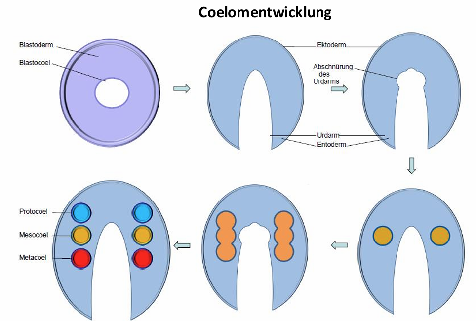 <p>Geschlecht, wann Coelomaufteilung, Zuordnung, 5 Apomorphien</p>