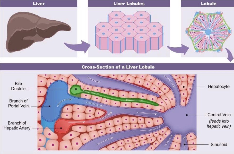 <p>Mesothelium; simple squam epit w/ DICT below </p><p>Glisson’s capsule surr whole liver (collagenous T)</p><p>Lobule = Hepatocytes + Sinusoids + Central Vein + Portal Triad (Portal venule, Hepatic arterioles, Bile ductules…Lymphatic vessels)</p>