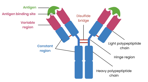 <p><strong>What are the two types of polypeptide chains in an antibody?</strong></p>