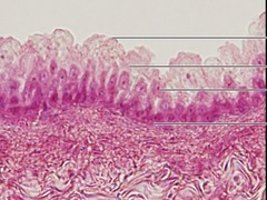 <p>What type of tissue is this?</p>