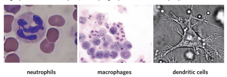 <ul><li><p><span style="background-color: inherit; line-height: 20.7px; color: windowtext;">A group of leukocytes that engage in phagocytosis, a process in which they consume and destroy pathogens, foreign or dead material present in the body by engulfing it through the process of endocytosis</span></p></li><li><p><span style="background-color: inherit; line-height: 20.7px; color: windowtext;">Phagocytes include neutrophils, macrophages (immature = monocytes), and dendritic cells</span><span style="line-height: 20.7px; color: windowtext;"> </span></p></li></ul><p><span style="background-color: inherit; line-height: 20.7px; color: windowtext;">—> macrophages and dendritic cells – are also known as antigen-presenting cells/professional antigen-presenting cells </span><span style="line-height: 20.7px; color: windowtext;"> </span><span style="background-color: inherit; line-height: 20.7px; color: windowtext;">where they do not only consume and destroy foreign material, but they also present antigens from consumed material on their surface using MHC Class II</span><span style="line-height: 20.7px; color: windowtext;"> </span></p><p></p><p><span style="line-height: 20.7px; color: windowtext;">Think of Neutrophils as - NA - Neutrophils & antigen-presenting cells - “NAH they’re not an APC”</span></p><p></p>