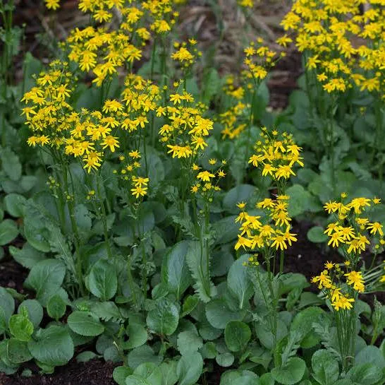 <p><strong>(<em>Packera obovata</em>)</strong> – Similar to golden ragwort but with more distinctly rounded basal leaves; grows in drier woodlands and rocky slopes. <strong>Autotroph; rhizomatous.</strong><br><strong>Uses:</strong> Ornamental/ecological value; <strong>toxic (pyrrolizidine alkaloids), not edible</strong>.</p>