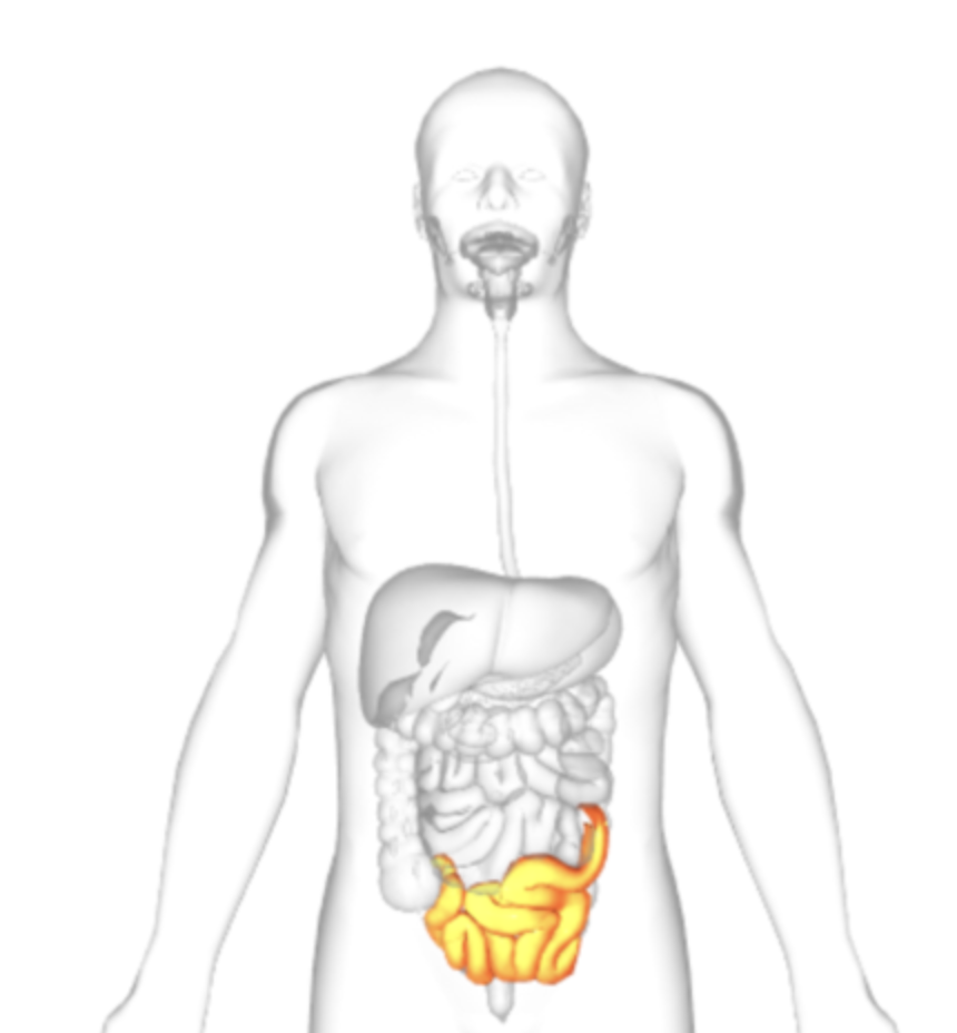 <p>what is highlighted</p>