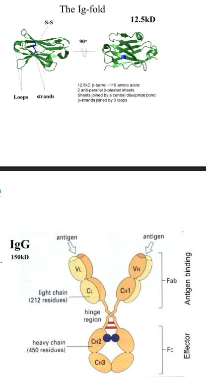 <p>The Ig domain (building block):</p><ul><li><p>~110 amino acids in length; ~12.5kD</p></li><li><p>structural shape: <strong>β-barrel fold</strong> — two anti-parallel β-pleated sheets (like two cupped hands)</p></li><li><p>held together by a central covalent disulphide bond</p></li><li><p>three unconstrained loops join the sheets — these loops can vary greatly in amino acid sequence without disrupting the overall structure → this is where diversity arises</p></li></ul><p>Overall Antibody structure</p><ul><li><p>made of 2 protein chain types: Heavy (H) chains and Light (L) chains, both built from repeated Ig domains</p></li><li><p>assembly: L—S-S—H—S-S—H—S-S—L (connected by disulphide bonds)</p></li><li><p>shape: Y-shaped</p></li></ul><table style="min-width: 75px;"><colgroup><col style="min-width: 25px;"><col style="min-width: 25px;"><col style="min-width: 25px;"></colgroup><tbody><tr><th colspan="1" rowspan="1" style="box-sizing: border-box; border-width: 0px 0px 0.5px; border-style: solid; margin: 0px; padding: 0px 16px 0px 0px; padding-block: 8px; vertical-align: top; --tw-font-weight: 700; font-weight: 600;"><p><strong>Region</strong></p></th><th colspan="1" rowspan="1" style="box-sizing: border-box; border-width: 0px 0px 0.5px; border-style: solid; margin: 0px; padding: 0px 16px 0px 0px; padding-block: 8px; vertical-align: top; --tw-font-weight: 700; font-weight: 600;"><p><strong>Location</strong></p></th><th colspan="1" rowspan="1" style="box-sizing: border-box; border-width: 0px 0px 0.5px; border-style: solid; margin: 0px; padding: 0px 16px 0px 0px; padding-block: 8px; vertical-align: top; --tw-font-weight: 700; font-weight: 600;"><p><strong>Function</strong></p></th></tr><tr><td colspan="1" rowspan="1" style="box-sizing: border-box; border-width: 0px 0px 0.5px; border-style: solid; margin: 0px; padding: 0px 16px 0px 0px; padding-block: 8px; vertical-align: top;"><p><strong>Variable domain (Fab)</strong></p></td><td colspan="1" rowspan="1" style="box-sizing: border-box; border-width: 0px 0px 0.5px; border-style: solid; margin: 0px; padding: 0px 16px 0px 0px; padding-block: 8px; vertical-align: top;"><p>Tips of the two arms</p></td><td colspan="1" rowspan="1" style="box-sizing: border-box; border-width: 0px 0px 0.5px; border-style: solid; margin: 0px; padding: 0px 16px 0px 0px; padding-block: 8px; vertical-align: top;"><p>Antigen binding; where all diversity occurs</p></td></tr><tr><td colspan="1" rowspan="1" style="box-sizing: border-box; border-width: 0px 0px 0.5px; border-style: solid; margin: 0px; padding: 0px 16px 0px 0px; padding-block: 8px; vertical-align: top;"><p><strong>Effector region (Fc)</strong></p></td><td colspan="1" rowspan="1" style="box-sizing: border-box; border-width: 0px 0px 0.5px; border-style: solid; margin: 0px; padding: 0px 16px 0px 0px; padding-block: 8px; vertical-align: top;"><p>Stem (CH2 + CH3)</p></td><td colspan="1" rowspan="1" style="box-sizing: border-box; border-width: 0px 0px 0.5px; border-style: solid; margin: 0px; padding: 0px 16px 0px 0px; padding-block: 8px; vertical-align: top;"><p>Binds Fc receptors and complement C1; defines antibody class and function</p></td></tr><tr><td colspan="1" rowspan="1" style="box-sizing: border-box; border-width: 0px 0px 0.5px; border-style: solid; margin: 0px; padding: 0px 16px 0px 0px; padding-block: 8px; vertical-align: top;"><p><strong>Hinge region</strong></p></td><td colspan="1" rowspan="1" style="box-sizing: border-box; border-width: 0px 0px 0.5px; border-style: solid; margin: 0px; padding: 0px 16px 0px 0px; padding-block: 8px; vertical-align: top;"><p>Junction of arms and stem</p></td><td colspan="1" rowspan="1" style="box-sizing: border-box; border-width: 0px 0px 0.5px; border-style: solid; margin: 0px; padding: 0px 16px 0px 0px; padding-block: 8px; vertical-align: top;"><p>Flexibility</p></td></tr></tbody></table><p></p>