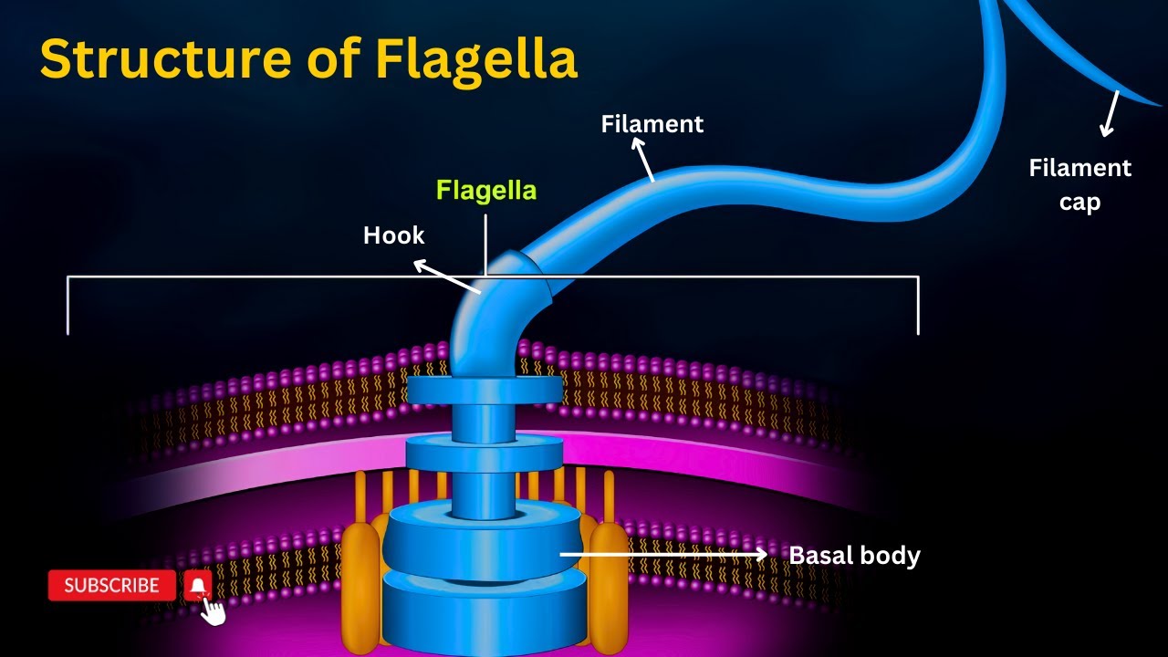 <p>-Filament; outermost region </p><p>-Hook; attaches to the filament</p><p>-Basal body; imbedded into to the cell wall and membrane </p>