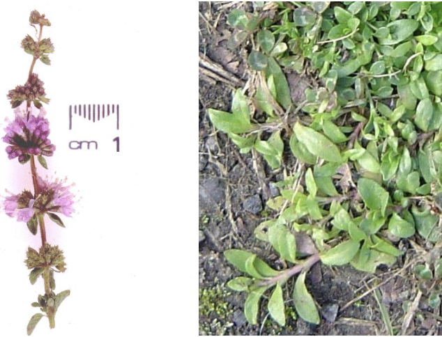 <p><strong>Plant family:</strong> Lamiaceae<br><strong>Life cycle:</strong> Perennial<br><strong>Key persistence / spread:</strong> Stolons<br><strong>Farming systems:</strong> Wet pastures, damp depressions</p><p><strong> How to identify</strong></p><p>It is a creeping perennial mint that spreads across damp ground via stolons. Stems are square in cross‑section, which is characteristic of the mint family.</p><p>Leaves are opposite, soft, and oval. When crushed, they release a strong mint scent, which is a critical identification feature.</p><p>Small purple flowers occur in clusters in the leaf axils rather than at stem tips. It thrives in wet conditions and often indicates poor drainage.</p>