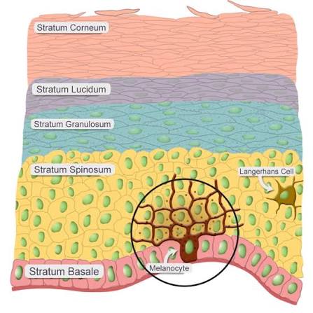 <ul><li><p><span style="background-color: transparent; font-family: "Times New Roman", serif;">Several layers of polygonal keratinocytes </span></p></li><li><p><span style="background-color: transparent; font-family: "Times New Roman", serif;">Aka <em>spiny layer </em></span></p></li><li><p><span style="background-color: transparent; font-family: "Times New Roman", serif;">Daughter cells from stratum basale pushed into this layer </span></p></li><li><p><span style="background-color: transparent; font-family: "Times New Roman", serif;">Begin to develop into specialized, non-dividing keratinocytes </span></p><ul><li><p><span style="background-color: transparent; font-family: "Times New Roman", serif;">Some in deepest level still dividing cells </span></p></li></ul></li><li><p><span style="background-color: transparent; font-family: "Times New Roman", serif;"><em>desmosomes</em></span></p></li></ul><p></p>