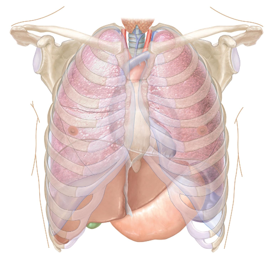 <p>The thoracic cage functions</p>