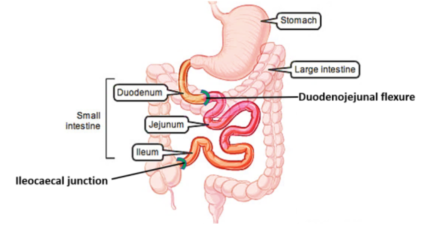 <p>duodenum, jejunum, and ileum</p>