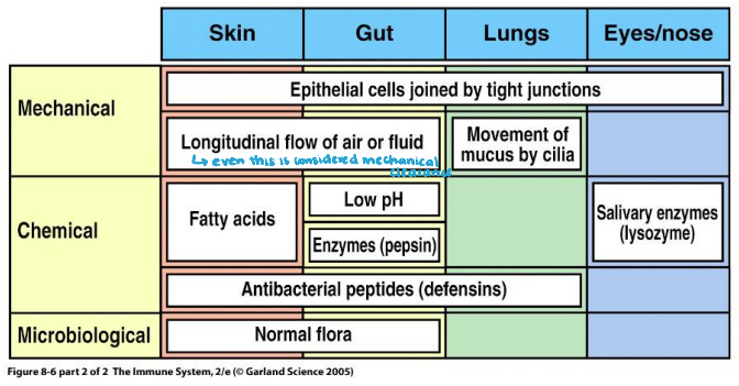 <p>What are the barriers of the immune system in categories: mechanical, chemical, and microbiological?</p>