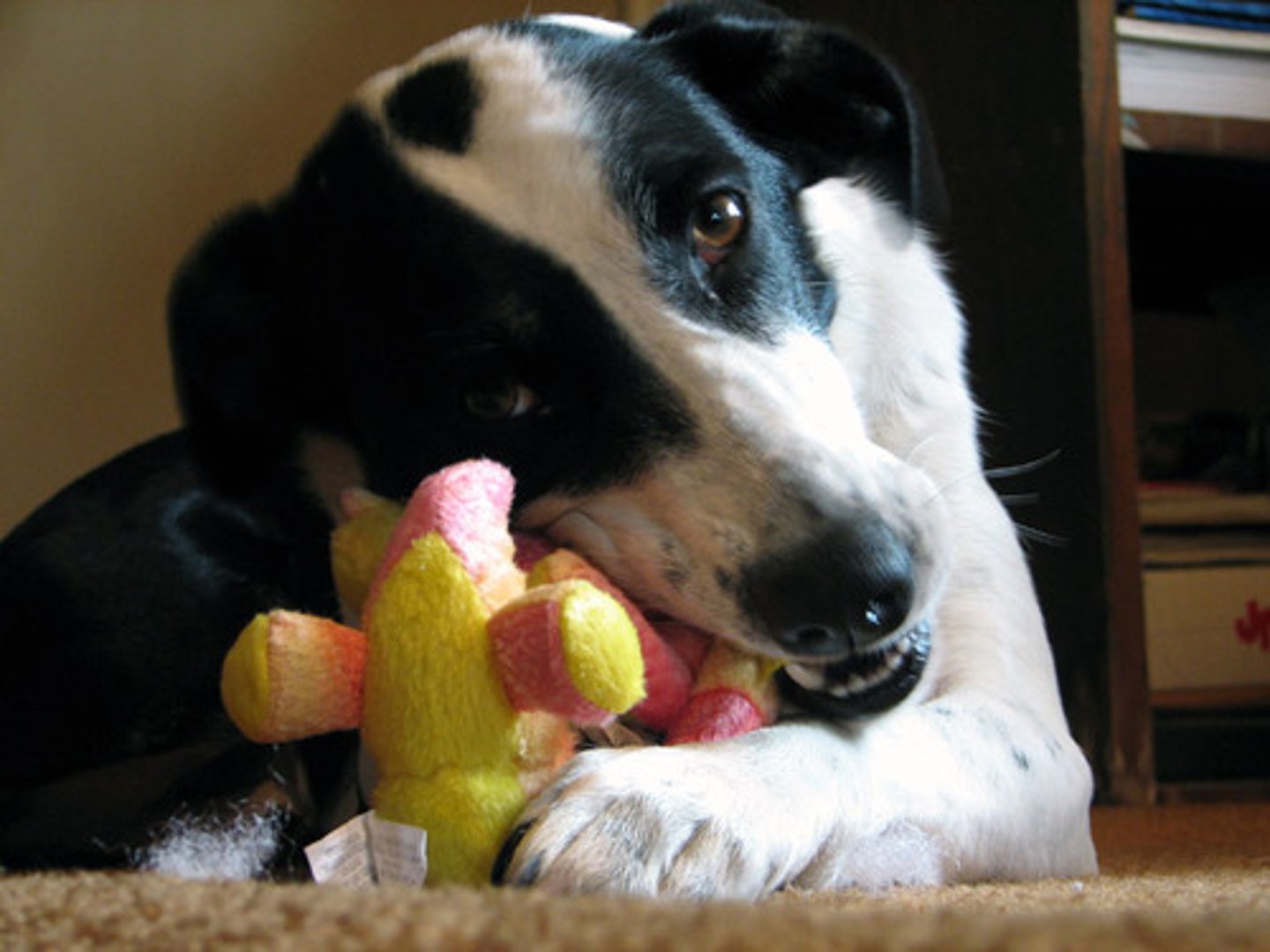 <p>TRANSLATION: снимать стресс и напряжение</p><p>DEFINITION: to reduce feelings of worry and tightness</p><p>EXAMPLE: Spending time with shelter animals can ........................ in teenagers. Время, проведённое с животными из приюта, может СНИМАТЬ СТРЕСС И НАПРЯЖЕНИЕ у подростков.</p>