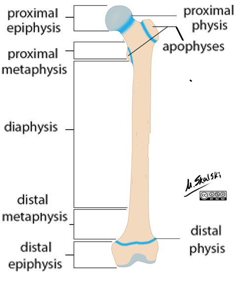 <p>Shaft</p><p>Compact bone around medullary cavity (bone marrow)</p>