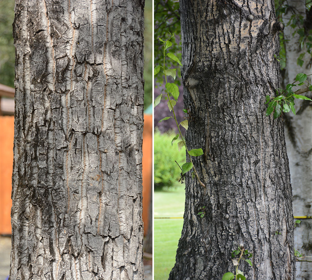 <p>Balsam poplar (Manasadii)</p>