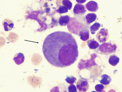 <p>what cell is this?</p>