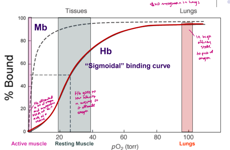 <ul><li><p>oxygen binding to hemoglobin</p></li><li><p>high affinity state in lungs to pick up oxygen</p></li><li><p>in tissues ther hemoglobin goes into low affinity and offloads oxygen for resting muscles</p></li><li><p>in active muscle the hemoglobin offloaded a lot of oxygen so myoglobin acts as a reserve for oxygen </p></li><li><p> Cooperative process</p></li><li><p> Necessary for efficient O2 delivery</p></li><li><p> Reflects a change in binding affinity</p></li></ul><p>**theres no myoglobin in lungs</p><ul><li><p>At 20-40 Torr Hb and MB must have different affinities for O2</p></li></ul><p></p>