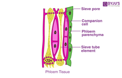 <p>- Consists of sieve elements and companion cells</p><p>- Sieve elements are joined end to end to form sieve tubes</p><p>- Next to each sieve element is a companion cell with dense cytoplasm and many mitochondria</p>