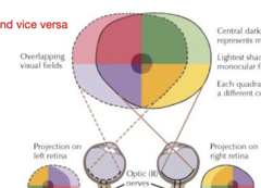 <p>-Carries all visual information from one eye (both nasal & temporal fibers of that eye)</p><p>-Bundle of retinal ganglion cells that carries visual information from one eye to the brain </p><p>-Originates at the optic disc</p>