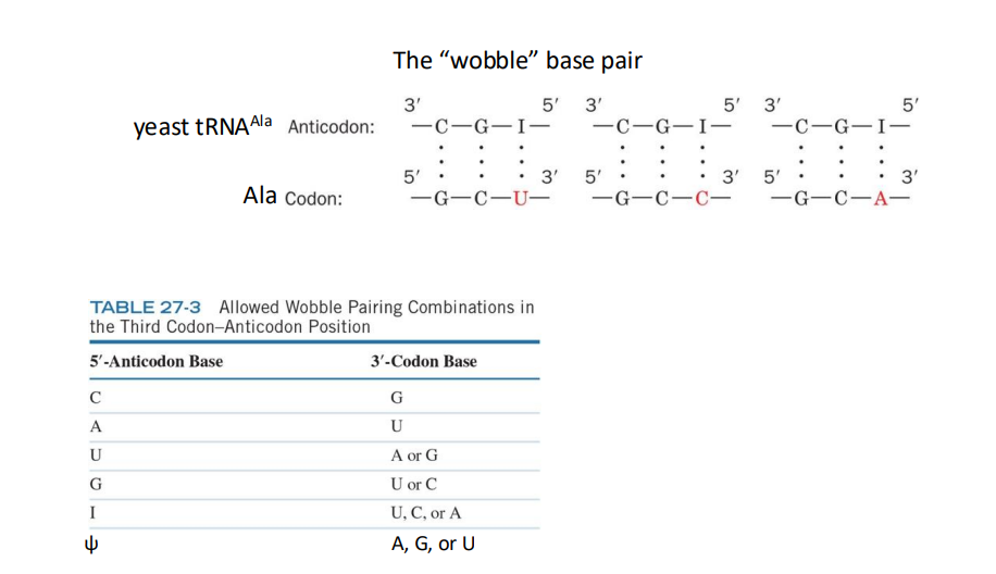 <p>the anticodon on a tRNA binds to mRNA codon, it can recognize >1 codon – the “wobble” base pair. Ensure the fidelity of the genetic code</p>