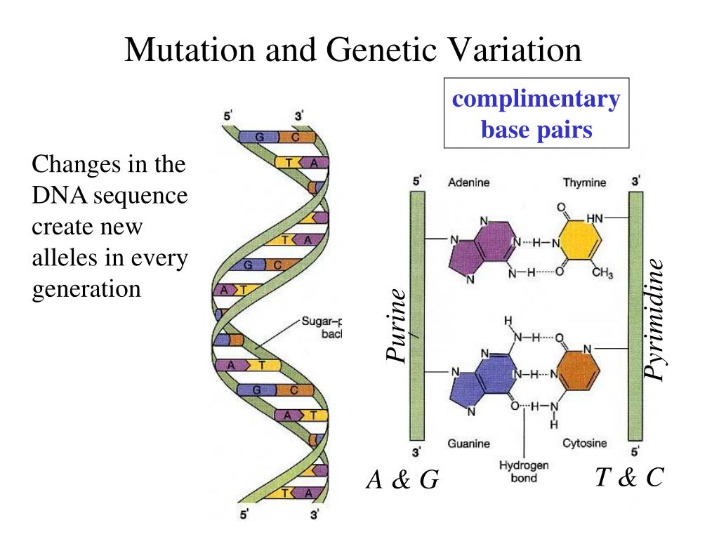 <p>Genetic Variation</p>