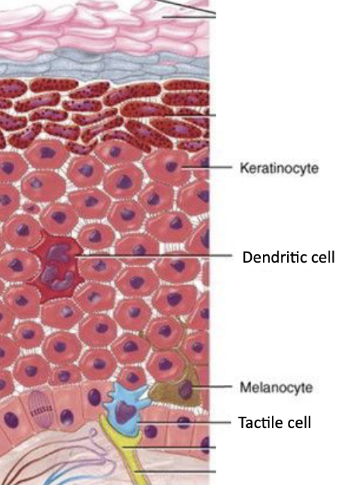<p>Keratinocytes (produce keratin (which provides skin with durability) and produce vitamin D precursor), melanocytes (produce melanin), Dendritic cells (immune protection), and tactile cells (sensory reception)</p>